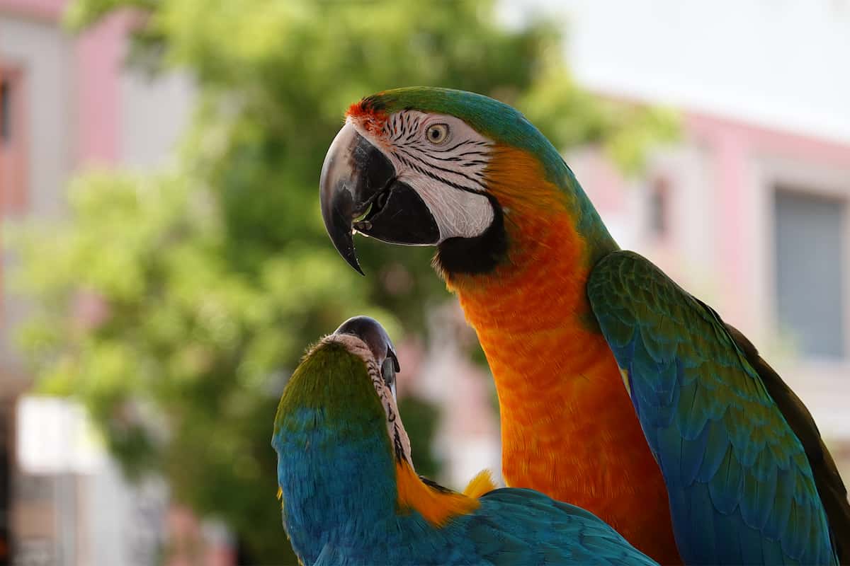 Reproducción excelente de colores y texturas