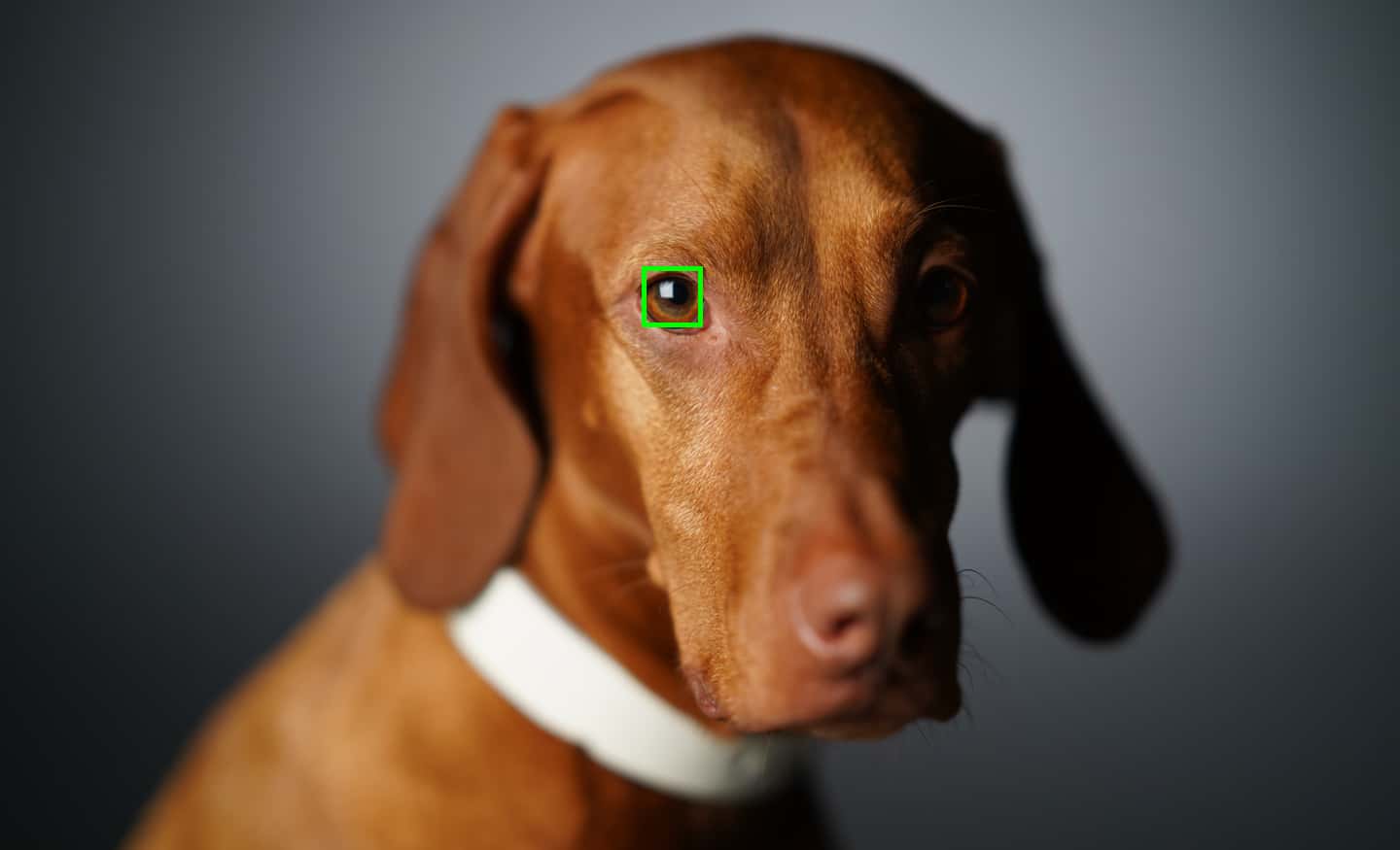 Eye AF en tiempo real con seguimiento de ojos de animales