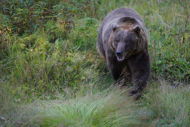 Respuesta de AF hasta 2 veces más rápida (aprox.)