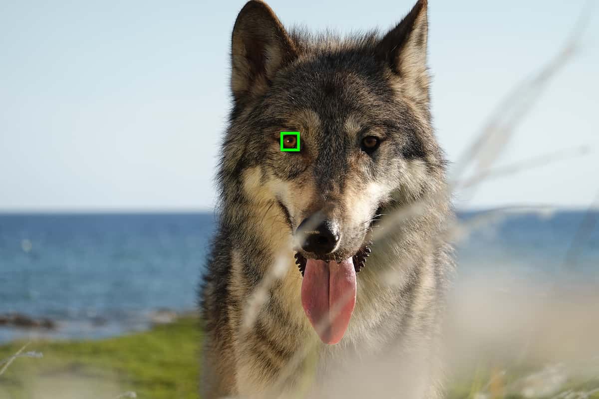 Eye AF en tiempo real